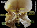 Another view of the bones of the front of the skull, viewed from behind, with the petrous part of the temporal labeled bilaterally.