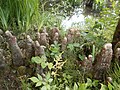 Detalle de los neumatóforos de Taxodium distichum en terreno anegado.