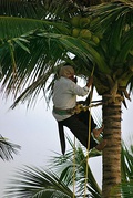 Left: Harvesting coconuts in the Philippines is done by workers who climb the trees using notches cut into the trunk;Center: Worker harvesting coconuts in Veracruz, Mexico using ropes and pulleys;Right: Coconut workers in the Maldives using a loop of cloth around the ankles