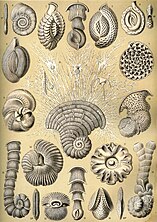 Drawings by Haeckel 1904 (click for details)