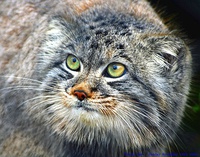 Pallas's cat in Edinburgh Zoo