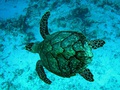 Photo from above of swimming turtle, with four outstretched flippers and faceted shell