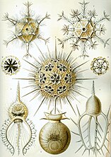 Drawings by Haeckel 1904 (click for details)