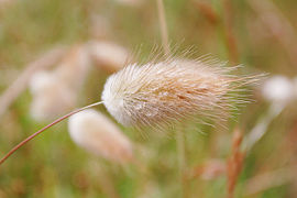 Harestail grass