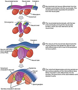 Neurulation