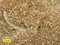 biosparite limestone of the Brassfield Formation (Lower Silurian) near Fairborn, Ohio, U.S., showing grains mainly composed of crinoid fragments