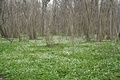 Grove forest in spring.