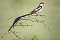 male in breeding plumage Londolozi Private Game Reserve, South Africa