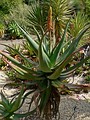 Aloe africana (Uitenhage aloe)