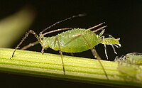 Aphid giving birth to live young from an unfertilized egg