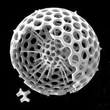 Cutaway schematic diagram of a spherical radiolarian shell