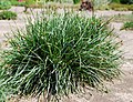 Sesleria sadlerana