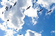 Pelican flock flying over Havana Bay area. These birds come to Cuba every year from North America in the northern hemisphere winter season.