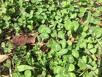 Trifolium repens (trébol blanco)