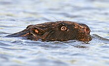 Beaver swimming