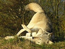 A wolf sniffing the ground