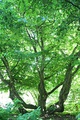 Persian ironwood tree (Parottia persica) at the Hortus Botanicus