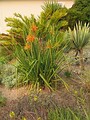 Aloe cooperi (Aloe plicatilis in background on the right)