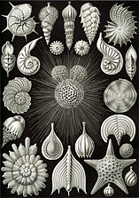 Drawings by Haeckel 1904 (click for details)