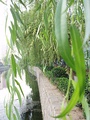 Leaves of Salix babylonica