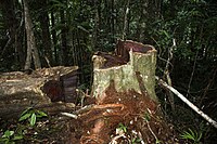 Betsileo legend holds that the rosewood collected for Solomon's Temple came from Madagascar's lowland forests.