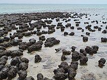 Microbial mats are the earliest form of life on Earth for which there is good fossil evidence. The image shows a cyanobacterial-algal mat.