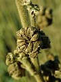 Fruits, showing hairs on smooth fruit surface