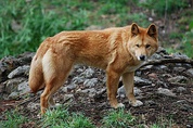 Subespecies: De izquierda a derecha y de arriba abajo: lobo común, lobo ibérico, perro, lobo del Mackenzie, dingo, lobo italiano, lobo indio, lobo tibetano y lobo ártico.