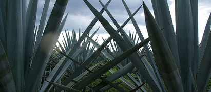 Agave