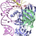 Estructura cristalina de una ribonucleproteína con caja H/ACA de Pyrococcus furiosus