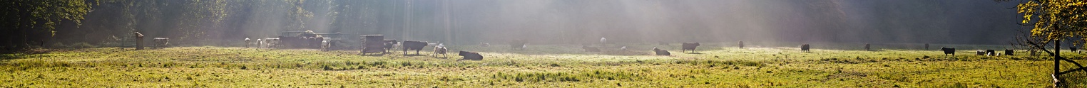  Grazing cattle on a pasture near Hradec nad Moravicí in Czech Silesia.