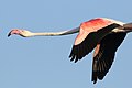 Greater flamingo