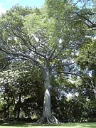 Ceiba