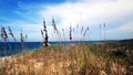 View of sea oats on the beach before an approaching storm