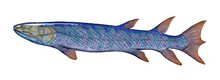 Restoration of Eusthenopteron, a fully aquatic lobe-finned fish