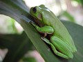 Frog on leaf showing tympanum