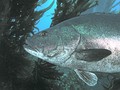 Giant black sea bass, San Clemente Island