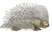 Drawing of a porcupine in Historia amimalium