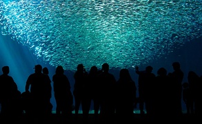 Visitors watch a school of thousands of Pacific sardines form a tornado in an exhibit at Monterey Bay Aquarium