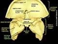 Bones of the front of the skull, viewed from behind (interior surface). The petrous part of the temporal is labeled in the lower left.