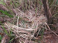 A bowl-shaped ground nest made by a bear