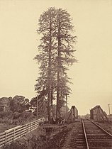 In the 1870s, by Carleton Watkins; the tree's earliest known photograph.[47] The left trunk would fall.