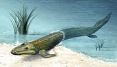 Реконструкция Tiktaalik roseae, сделанная для Национального научного фонда. 