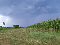 Harvesters in a field of sugar cane in Piracicaba