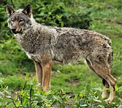 Subespecies: De izquierda a derecha y de arriba abajo: lobo común, lobo ibérico, perro, lobo del Mackenzie, dingo, lobo italiano, lobo indio, lobo tibetano y lobo ártico.