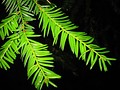 Pacific yew foliage