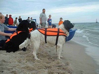 Many tales have been told of the courage displayed by Newfoundlands in adventuring and lifesaving exploits