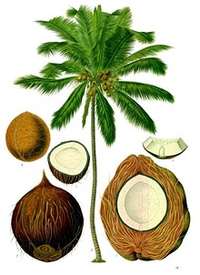 Composite drawing of tree, and its fruit in various stages