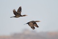 Pair in flight