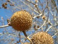 Fruto múltiple de aquenios en Platanus.